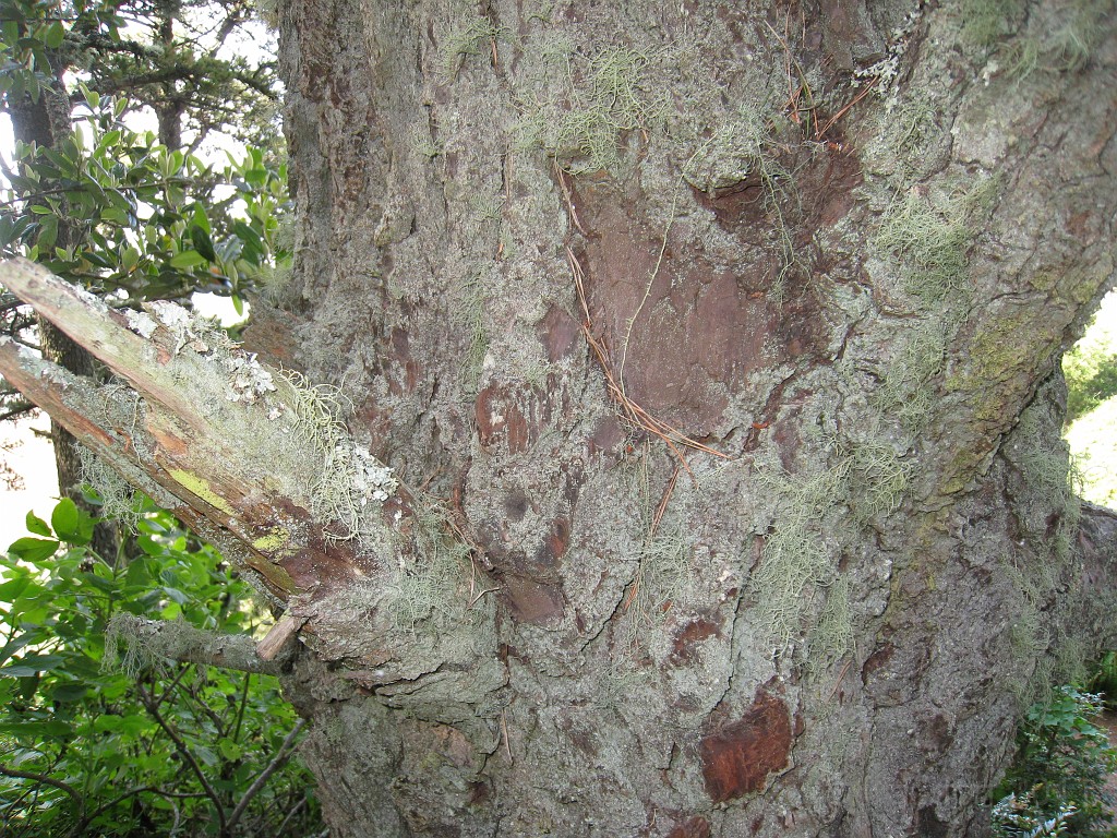 2011 Bay 2 Breakers Friday 0585.JPG - I was able to participate in the 100th annual running of the Bay to Breakers 12K race in San Francisco California. A weekend for sightseeing and racing.